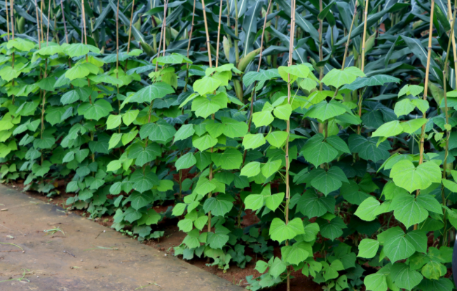 怎樣檢測(cè)泥土是不是有重金屬（土壤重金屬含量多少為超標(biāo)？）